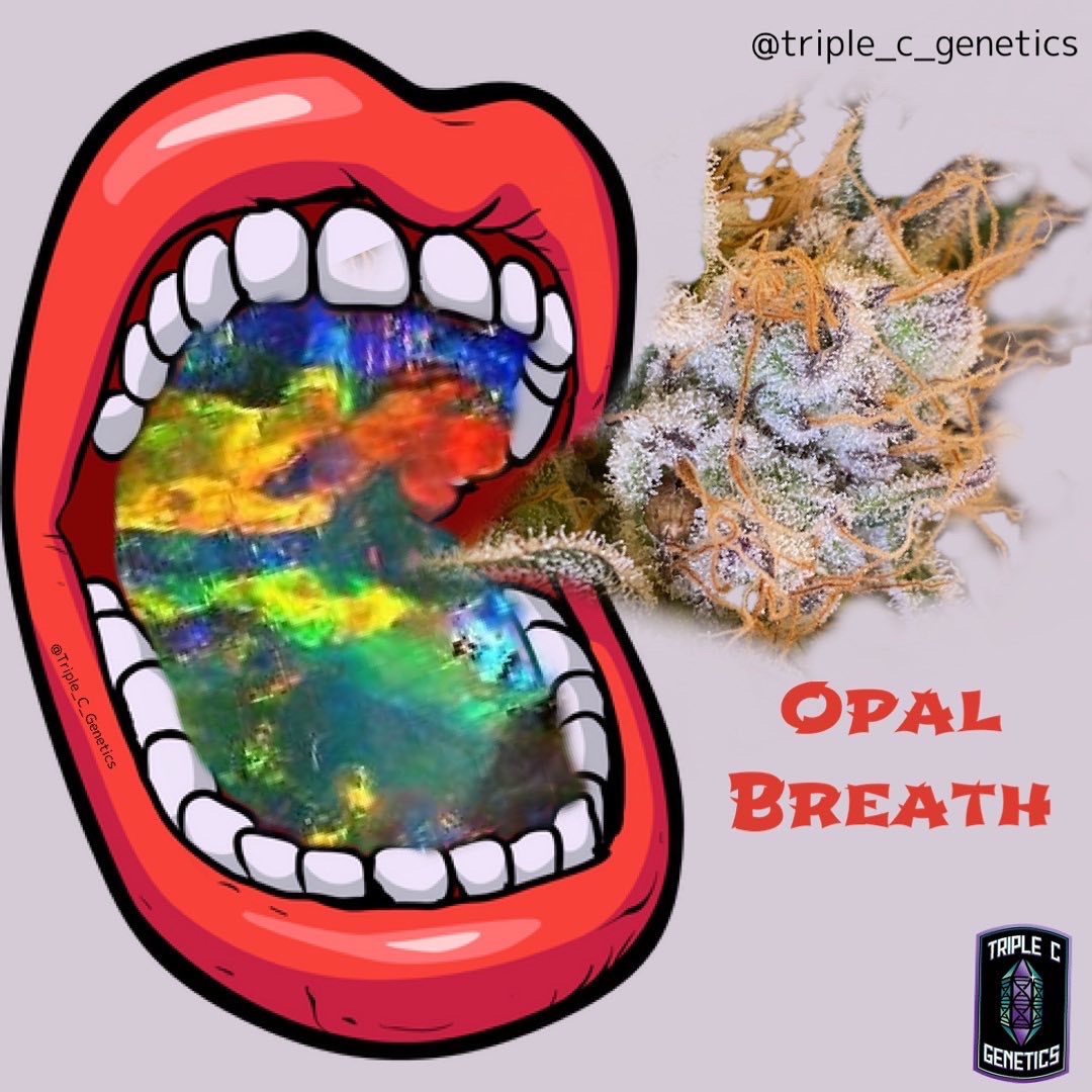 An image of Opal Breath