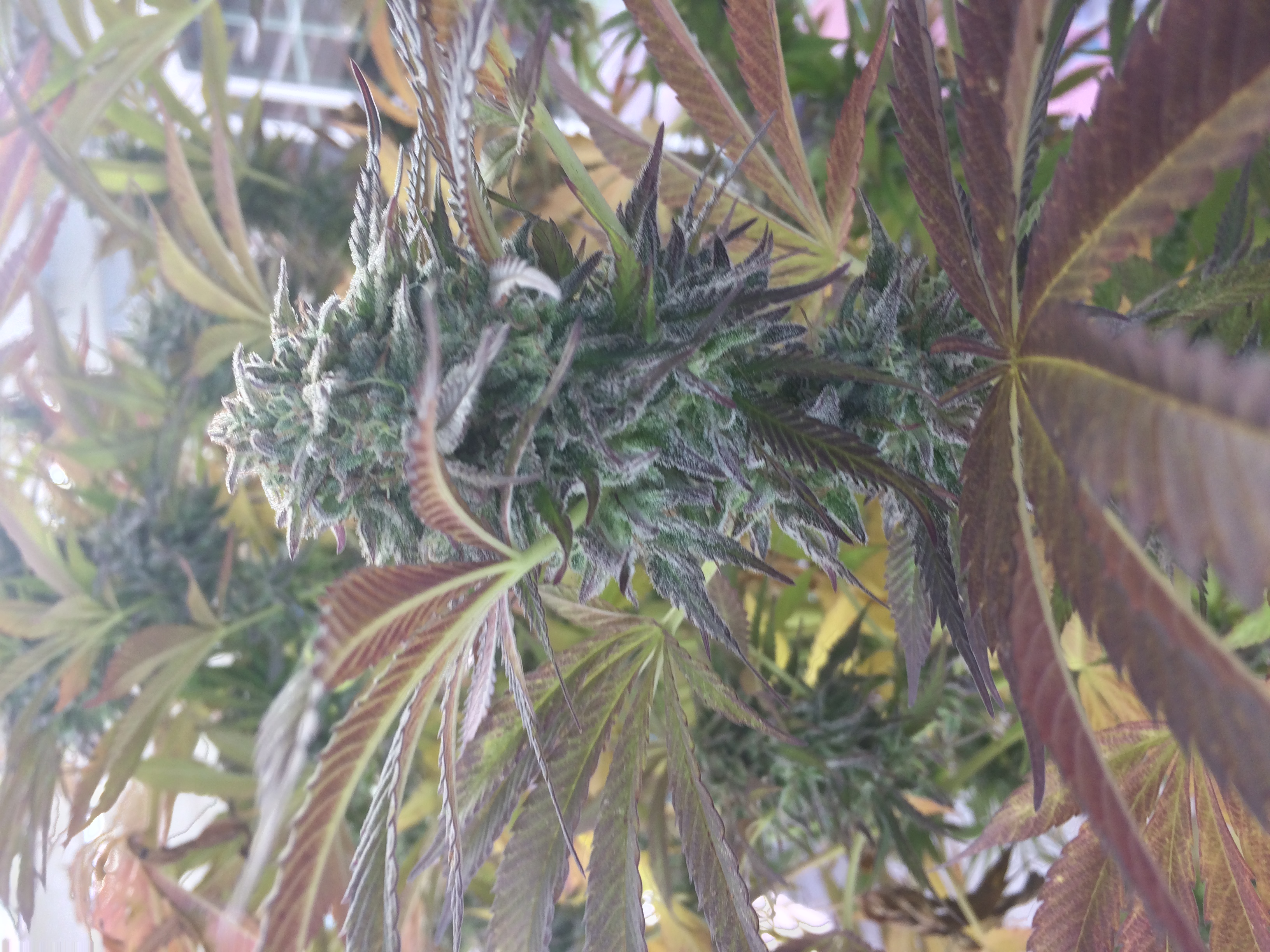 An image of Sundae Mimosa