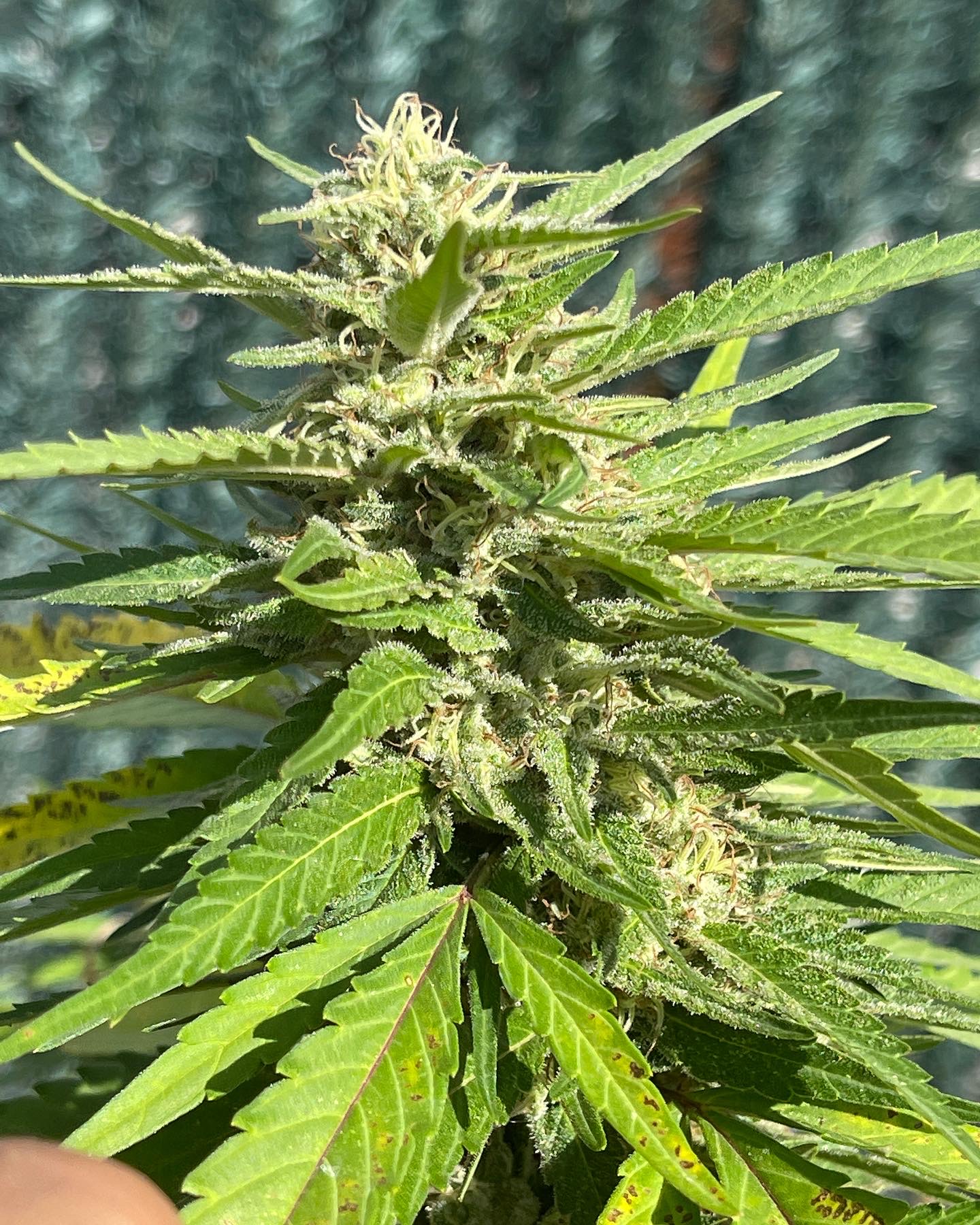 An image of Pineapple S2