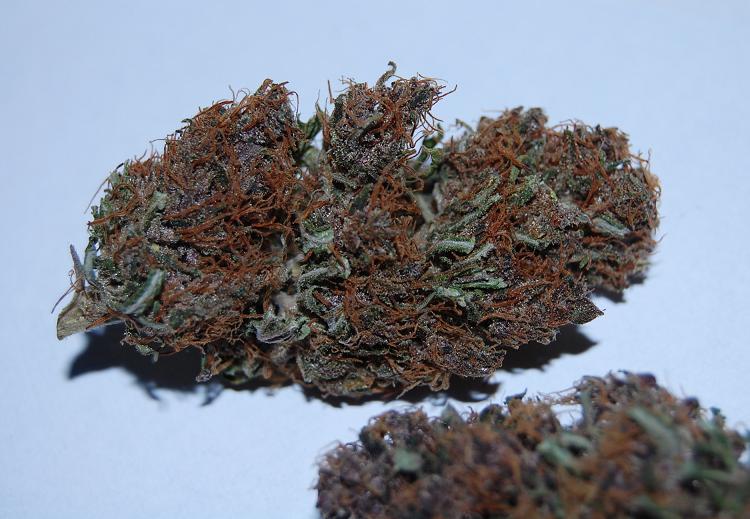 An image of Congolese Kush