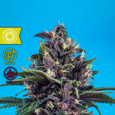 An image of Kushmatic
