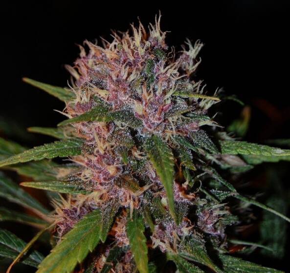 An image of Smooth Smoke