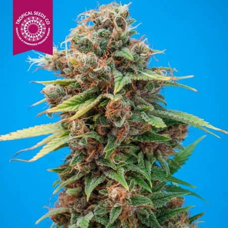 An image of Smooth Smoke V2
