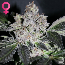 An image of Purple Project
