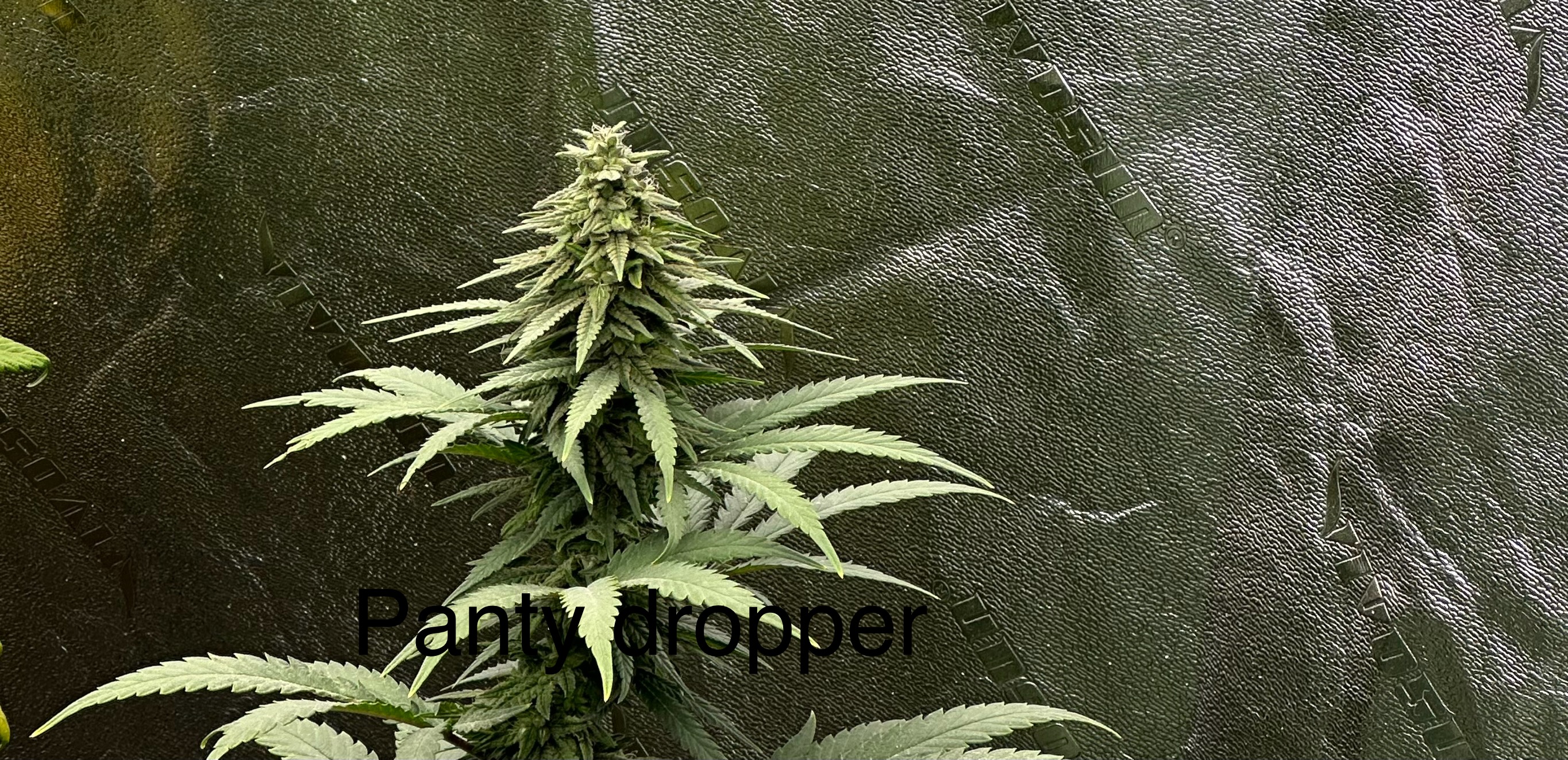 An image of Panty Dropper