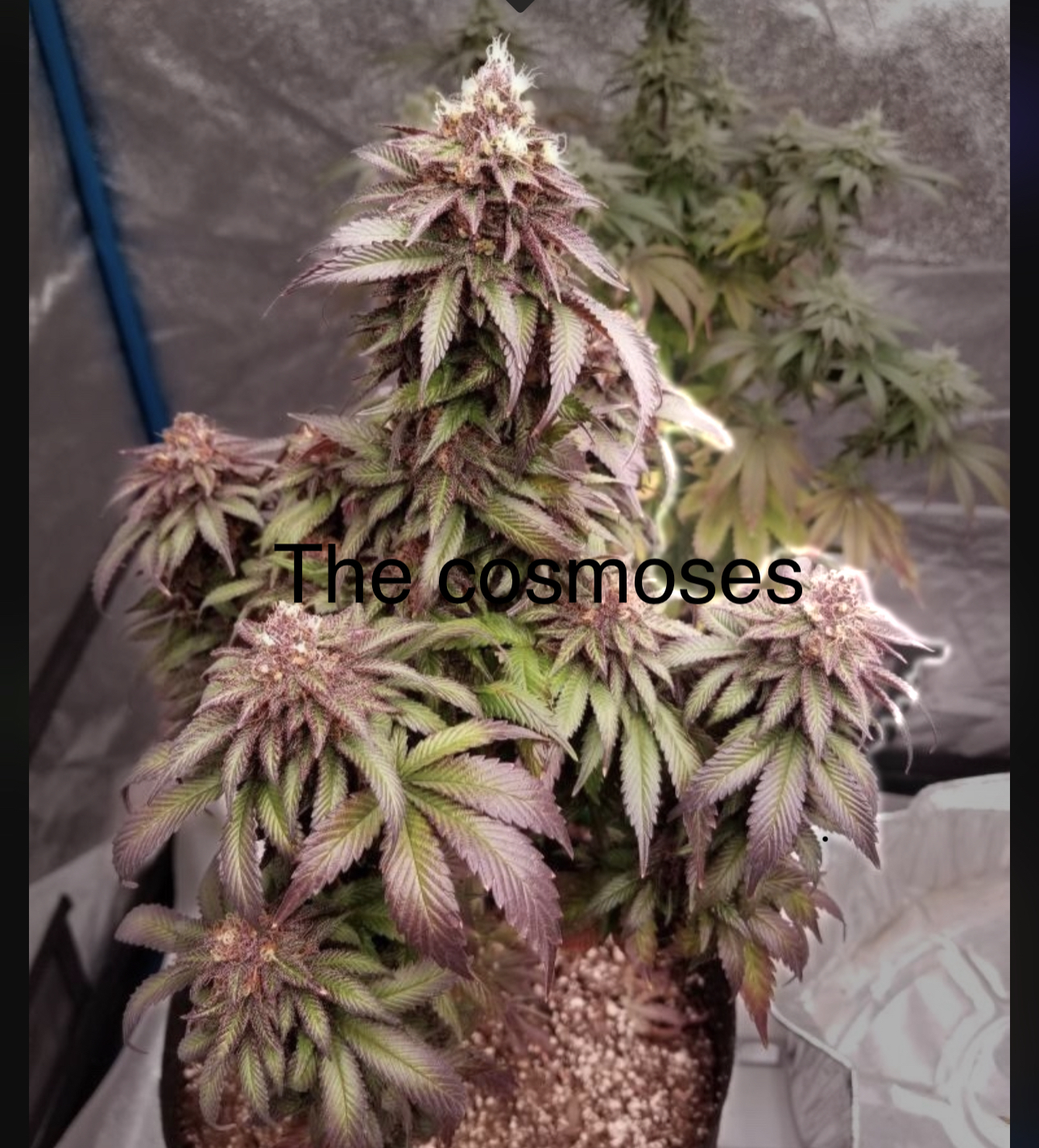 An image of The Cosmoses