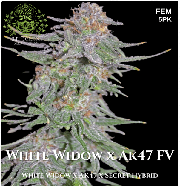 An image of White Widow x Ak47 FV