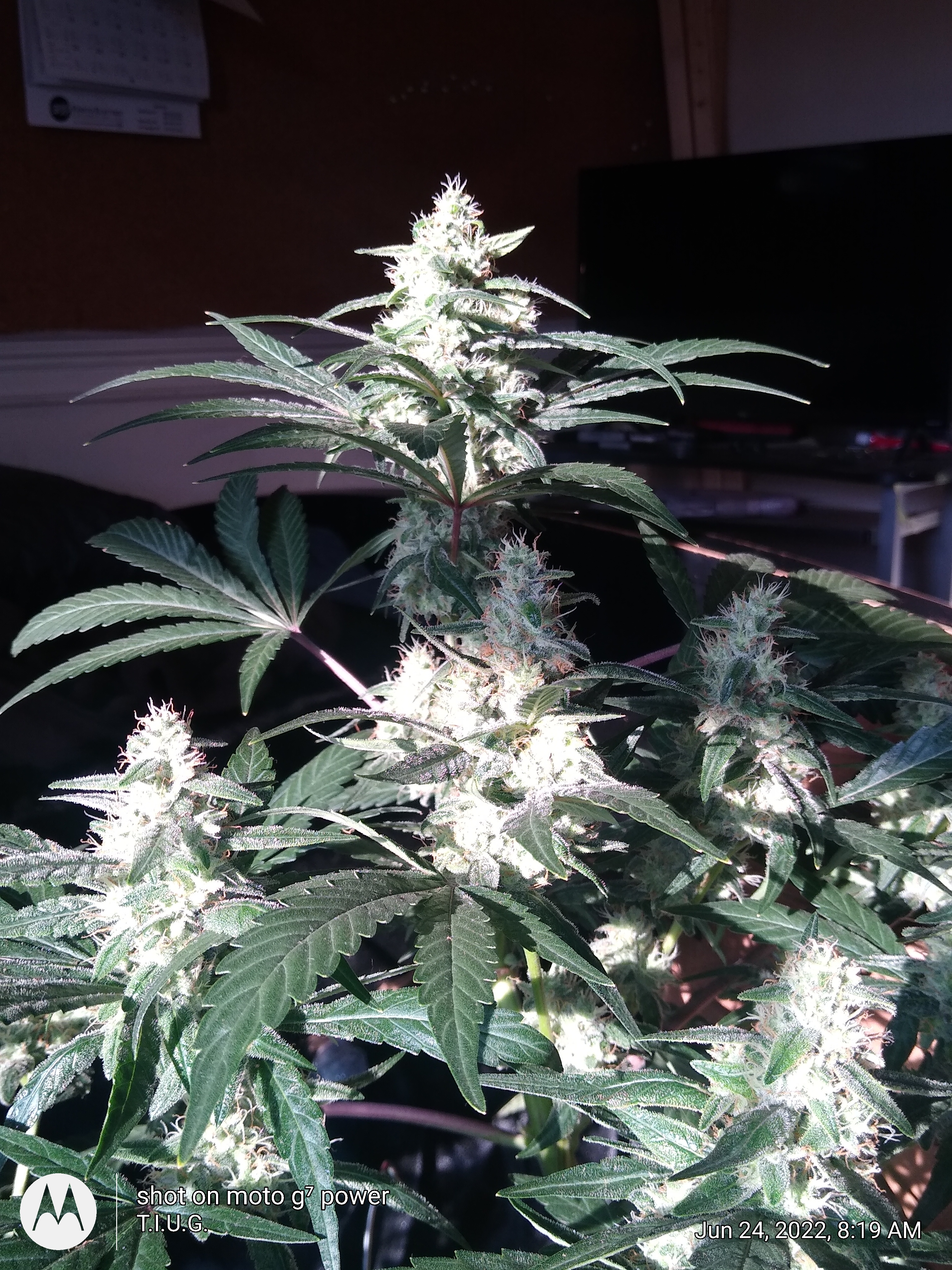 An image of Gorilla Runtz F2