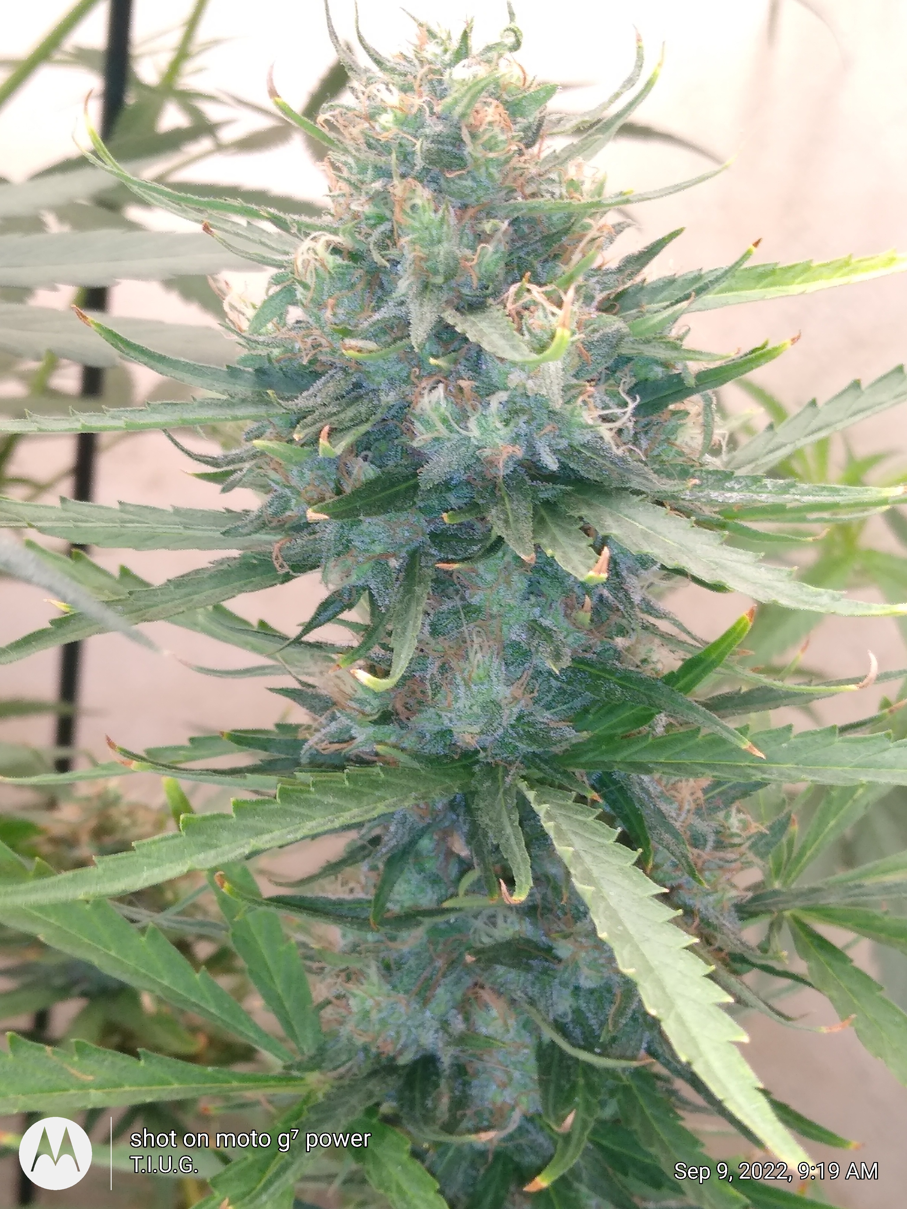 An image of Sweet Diesel S1