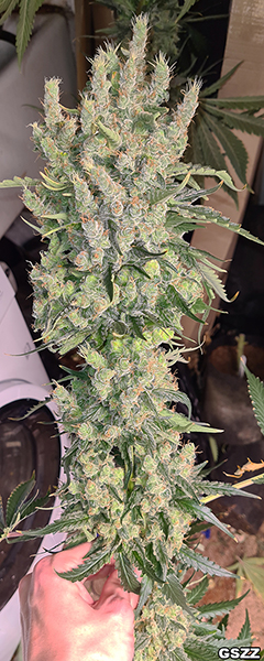 An image of Celia Bx1