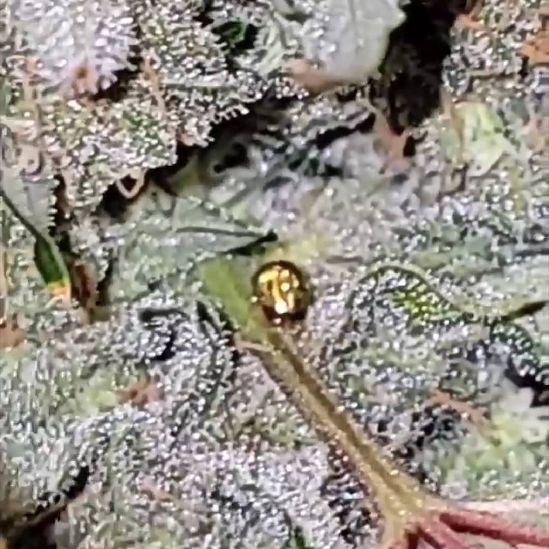 An image of Twisted Cherries