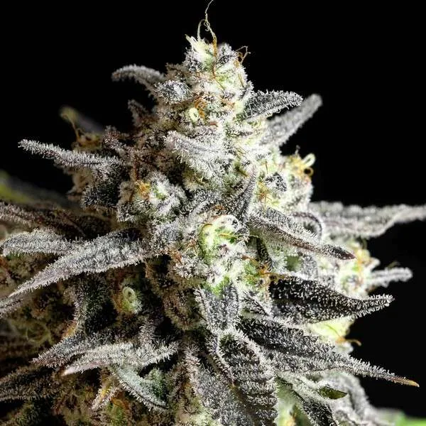 An image of Grape Gas