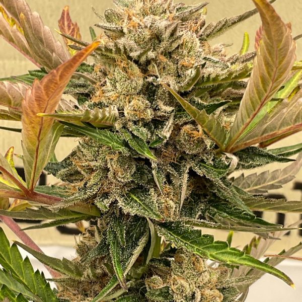 An image of Durban Twist Auto
