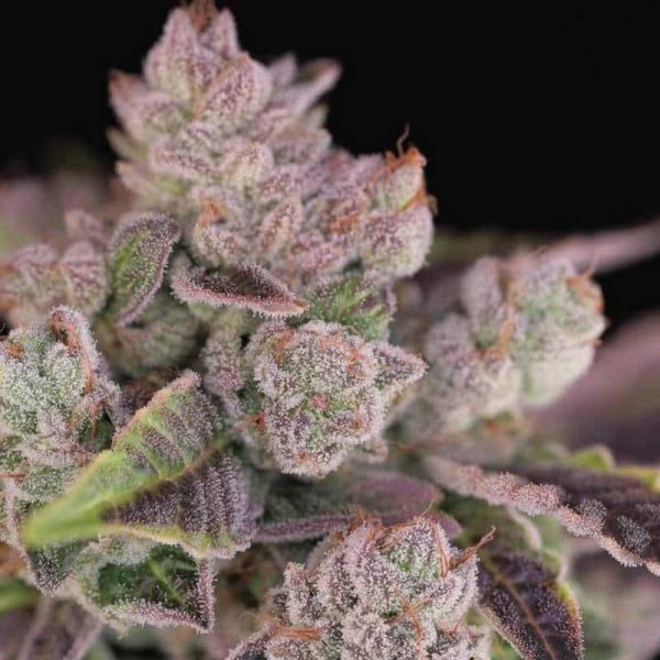 An image of Humboldt Afghani V2