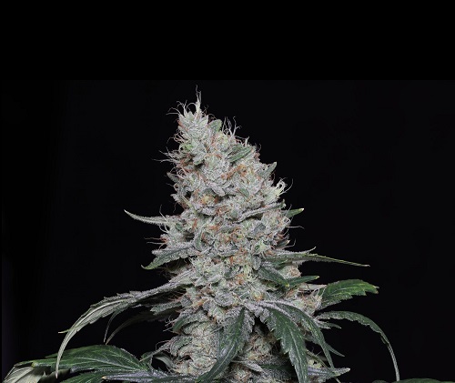 An image of Knows Candy Auto