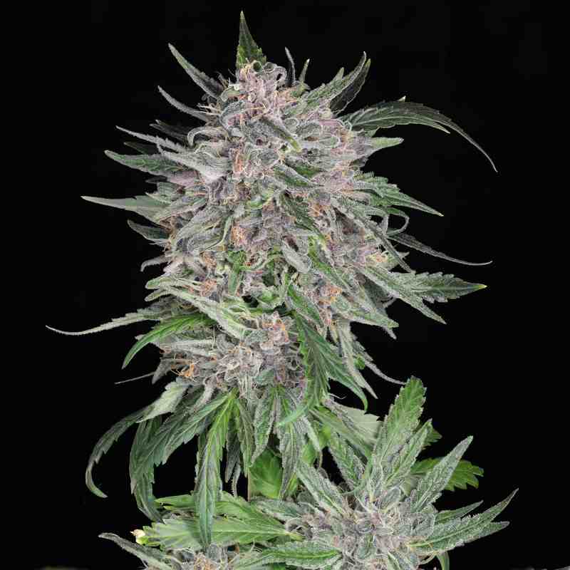 An image of Mendo Skunky Garlic