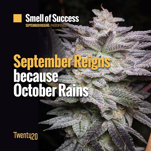 An image of Smell of Success