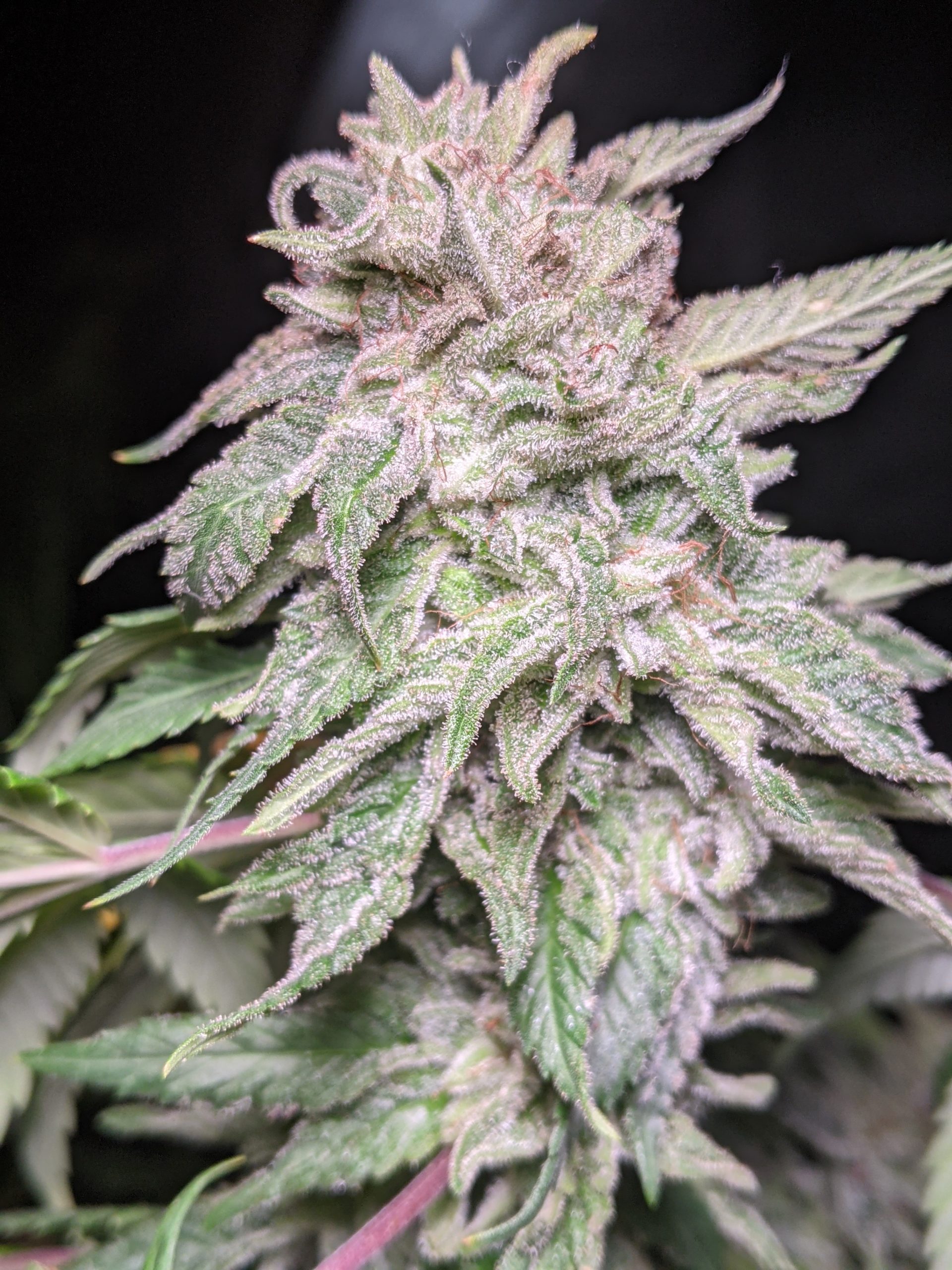 An image of Snow-G