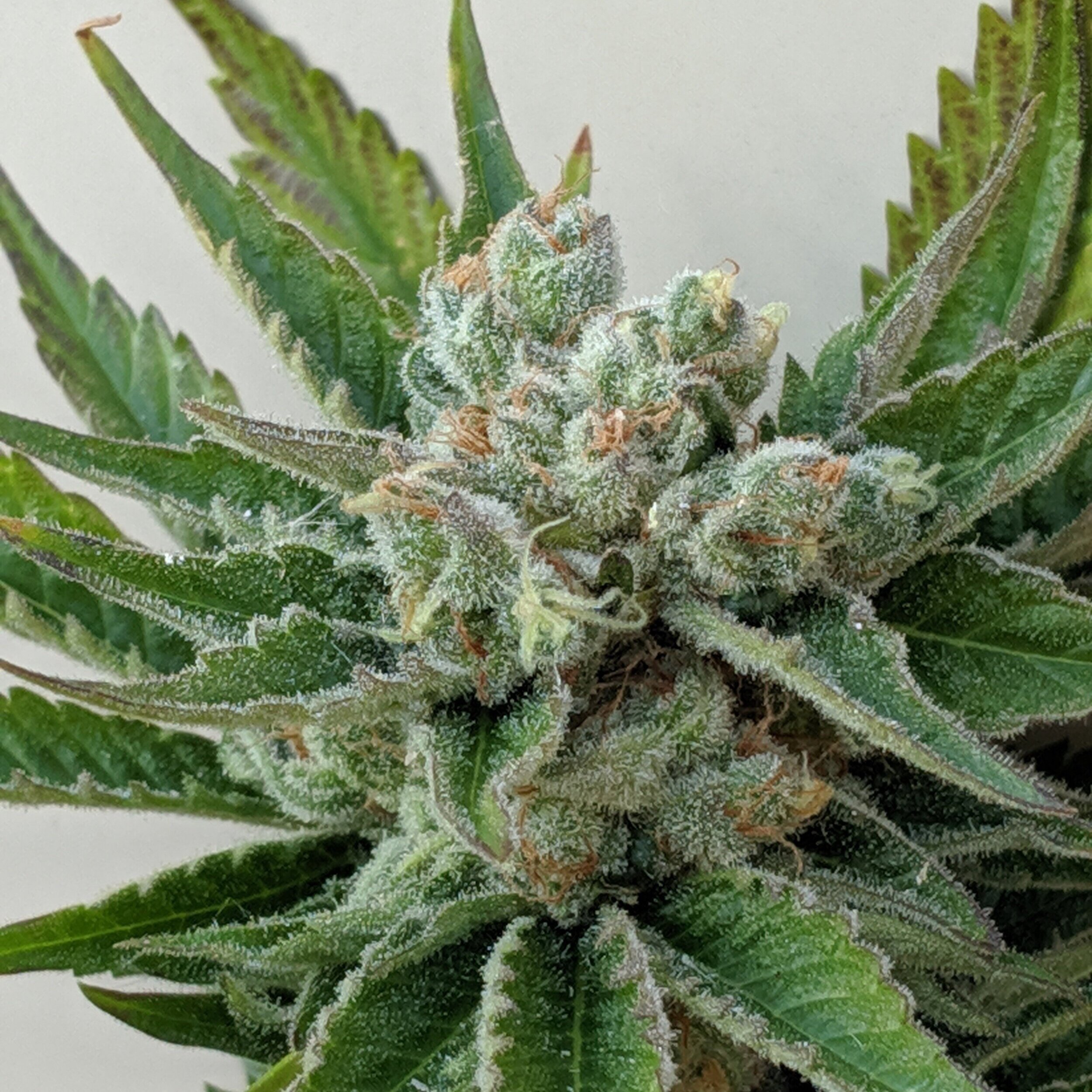 An image of T-Dub