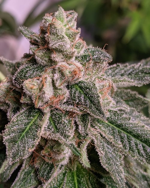 An image of Wook Stomper