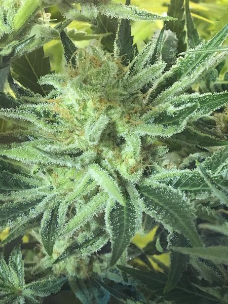An image of Alien Cookies