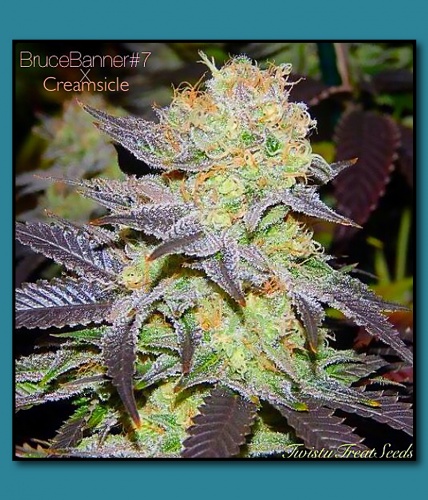 An image of Bruce Banner 7 x Creamsicle