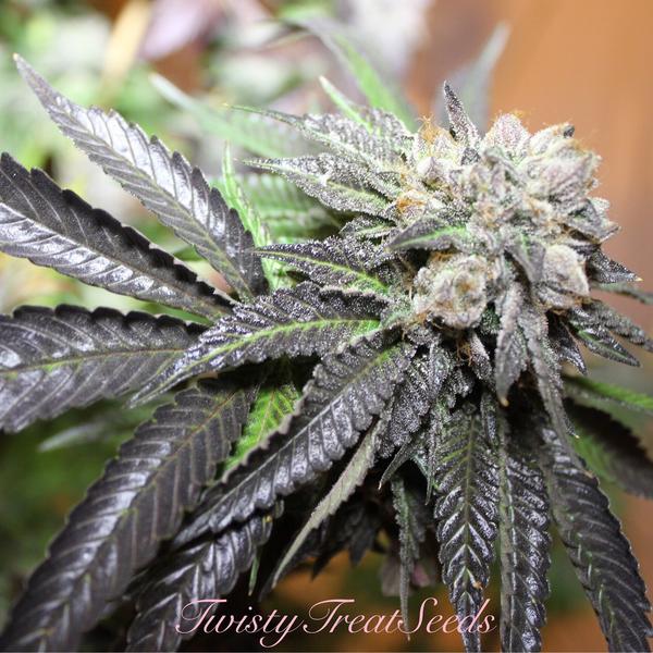 An image of Bubba HD