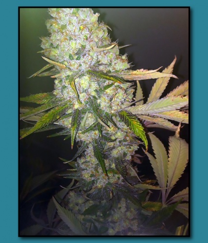 An image of ChemDawg Guava x Creamsicle
