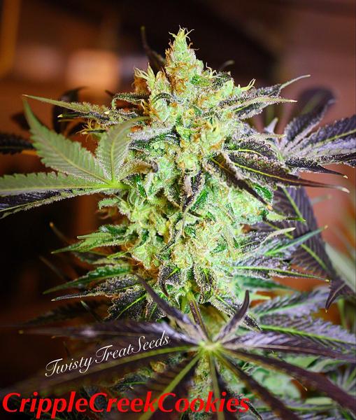 An image of Cripple Creek Cookies