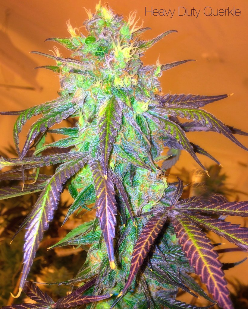 An image of Heavy Duty Querkle