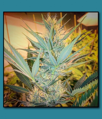 An image of Silver Widow