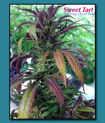 An image of Sweet Tart