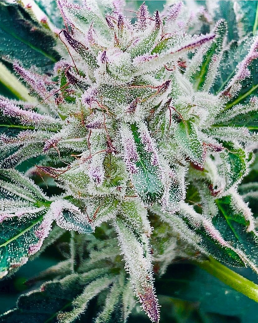 An image of Blueberry Kush Cake