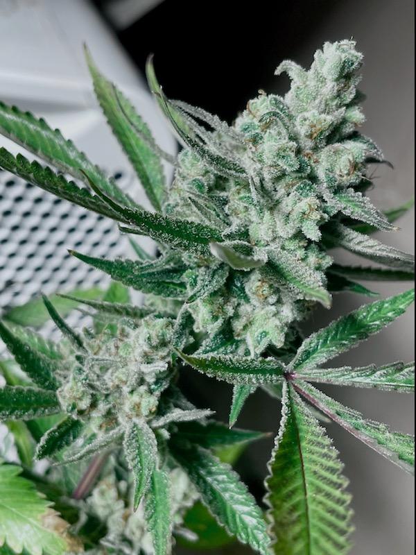 An image of Blueberry Soda