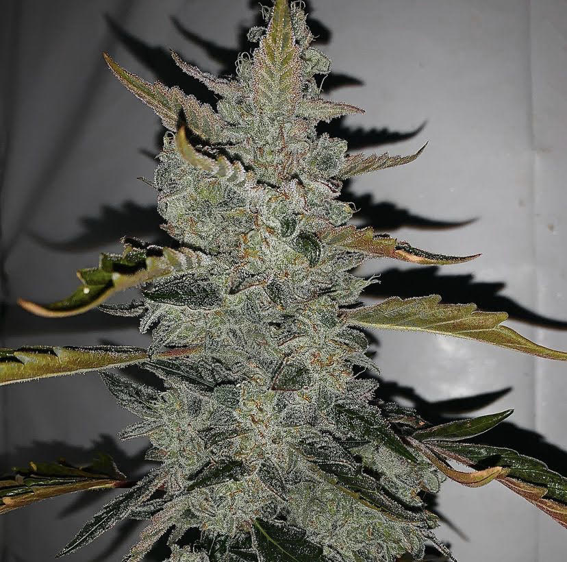 An image of Champagne Stomper
