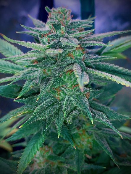An image of Fire Skunk Breath