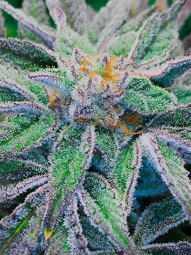 An image of Jelly Stomper