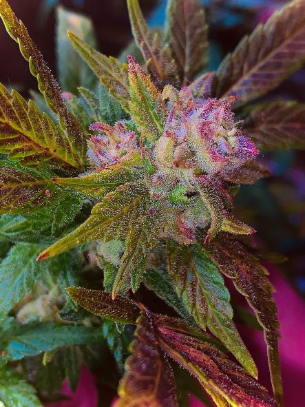 An image of Mass Super Skunk 2022