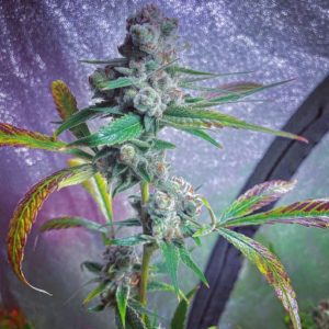 An image of Platinum Skunk Breath