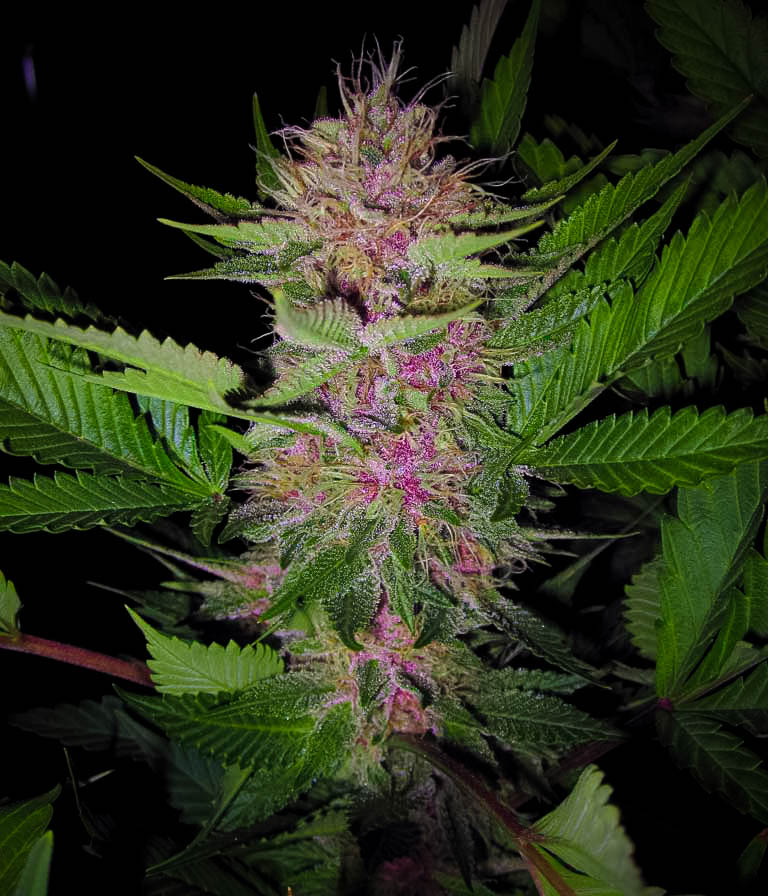 An image of Blueberry