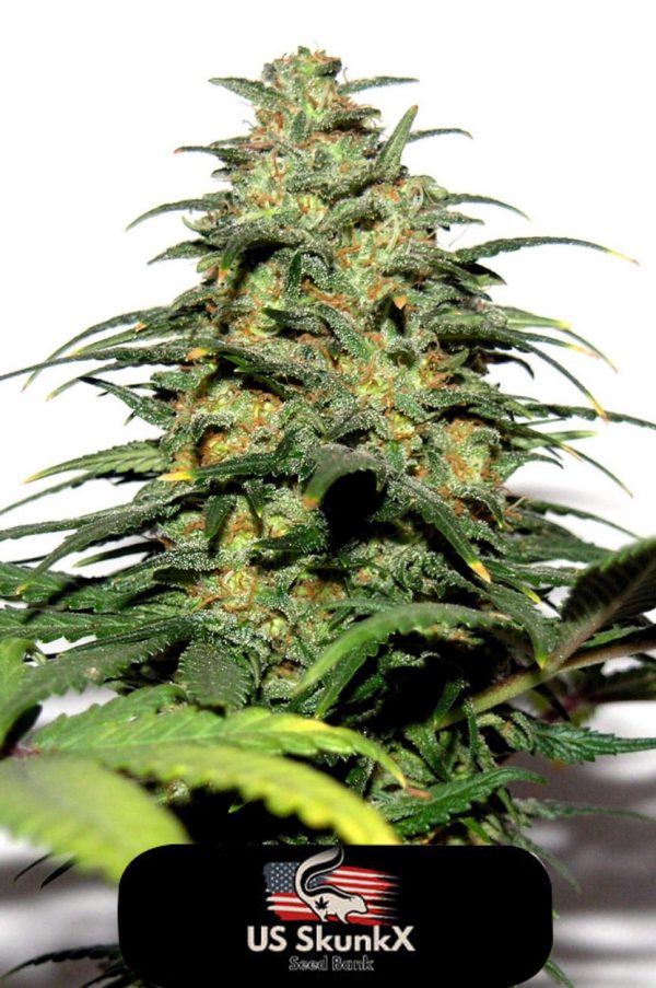 An image of Bud XL Fast Version