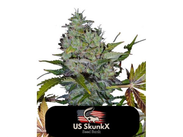 An image of Fast Bud Auto