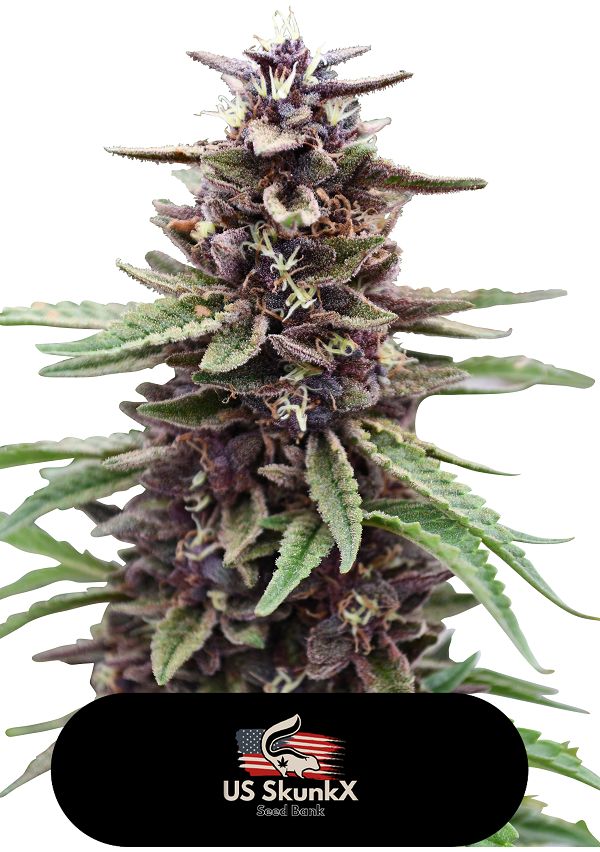 An image of Gold Kush
