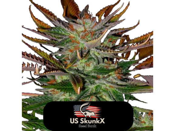 An image of Heavy Blue Cheese