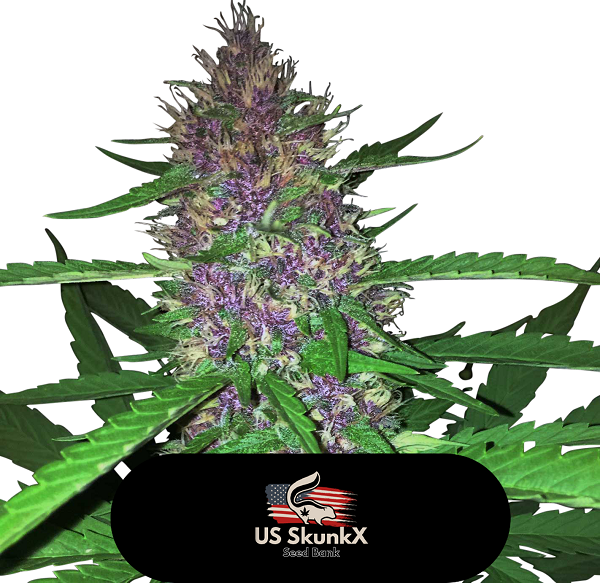 An image of Red Candy Kush
