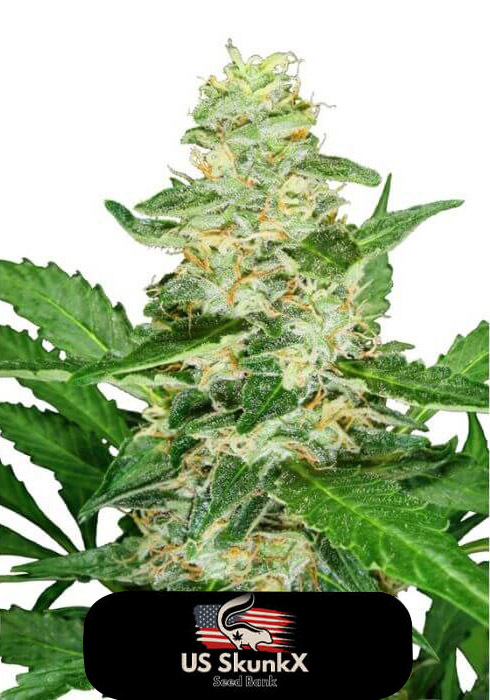 An image of Super Skunk Fast Version