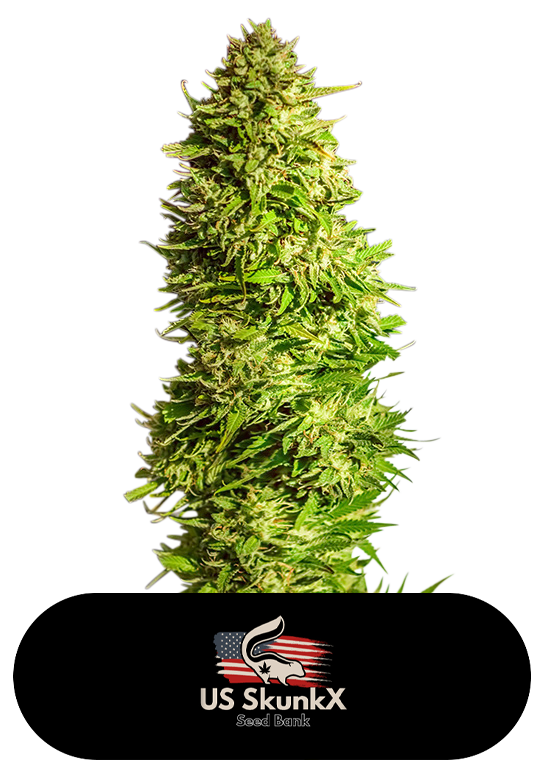 An image of Super X Kush