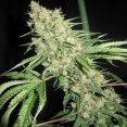 An image of Medevac Kush