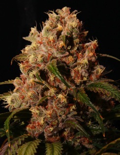 An image of Mendo Grape Kush