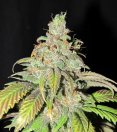 An image of Ultra Grapefruit
